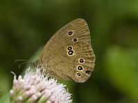 Aphantopus hyperantus 18, Koevinkje, Saxifraga-Willem van Kruijsbergen