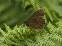 Aphantopus hyperantus 2, Koevinkje, female, Saxifraga-Jan van der Straaten