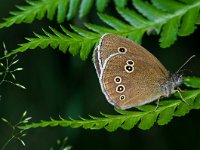 Aphantopus hyperantus 24, Koevinkje, Saxifraga-Rik Kruit