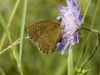 Aphantopus hyperantus 3, Koevinkje, female, Saxifraga-Jan van der Straaten