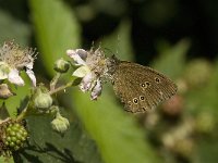 Aphantopus hyperantus 35, Koevinkje, Saxifraga-Jan van der Straaten