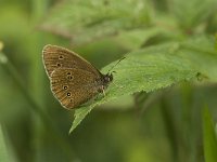 Aphantopus hyperantus 36, Koevinkje, Saxifraga-Jan van der Straaten