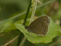 Aphantopus hyperantus 38, Koevinkje, Saxifraga-Jan van der Straaten