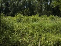 Aphantopus hyperantus 40, Koevinkje, habitat, NL, NoordBrabant, Boxtel, Heerenbeek, Saxifraga-Jan van der Straaten