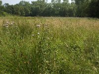 Aphantopus hyperantus 41, Koevinkje, habitat, NL, NoordBrabant, Best, De Scheeken, Saxifraga-Jan van der Straaten