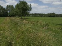 Aphantopus hyperantus 42, Koevinkje, habitat, NL, NoordBrabant, Oirschot, De Mortelen, Saxifraga-Jan van der Straaten