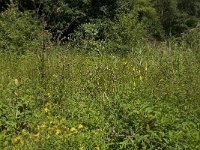 Aphantopus hyperantus 45, Koevinkje, habitat, NL, NoordBrabant, Boxtel, Heerenbeek, Saxifraga-Jan van der Straaten