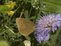 Aphantopus hyperantus 5, Koevinkje, female, Saxifraga-Jan van der Straaten