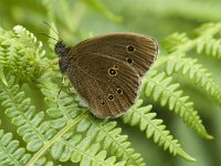 Aphantopus hyperantus 55, Koevinkje, female, Saxifraga-Jan van der Straaten