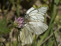 Aporia crataegi 11, Groot geaderd witje, Saxifraga-Marijke Verhagen