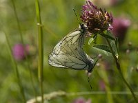 Aporia crataegi 12, Groot geaderd witje, Saxifraga-Marijke Verhagen