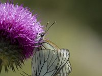 Aporia crataegi 13, Groot geaderd witje, Saxifraga-Marijke Verhagen