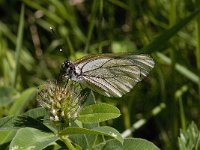 Aporia crataegi 14, Groot geaderd witje, Saxifraga-Willem van Kruijsbergen