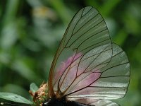 Aporia crataegi 15, Groot geaderd witje, female, Saxifraga-Marijke Verhagen