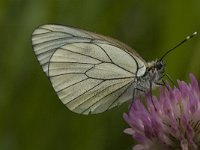 Aporia crataegi 16, Groot geaderd witje, female, Saxifraga-Jan van der Straaten