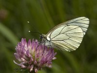 Aporia crataegi 17, Groot geaderd witje, female, Saxifraga-Marijke Verhagen