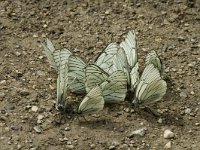 Aporia crataegi 18, Groot geaderd witje, Saxifraga-Marijke Verhagen