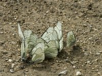 Aporia crataegi 20, Groot geaderd witje, Saxifraga-Marijke Verhagen