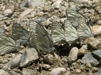 Aporia crataegi 22, Groot geaderd witje, Saxifraga-Jan van der Straaten