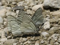 Aporia crataegi 23, Groot geaderd witje, Saxifraga-Jan van der Straaten