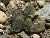 Aporia crataegi 24, Groot geaderd witje, Saxifraga-Jan van der Straaten