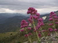 Aporia crataegi 26, Groot geaderd witje, habitat, Vlinderstichting-Kars Veling