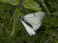 Aporia crataegi 27, Groot geaderd witje, male up, Vlinderstichting-Kars Veling