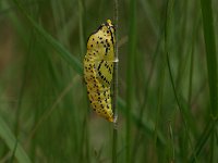 Aporia crataegi 28, Groot geaderd witje, pupa, Vlinderstichting-Kars Veling