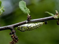 Aporia crataegi 29, Groot geaderd witje, pupa, Vlinderstichting-Kars Veling