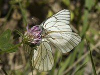 Aporia crataegi 3, Groot geaderd witje, Saxifraga-Marijke Verhagen