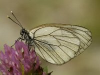 Aporia crataegi 30, Groot geaderd witje, Saxifraga-Marijke Verhagen