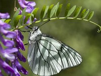 Aporia crataegi 31, Groot geaderd witje, Vlinderstichting-Henk Bosma