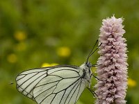 Aporia crataegi 32, Groot geaderd witje, Vlinderstichting-Kars Veling