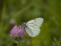 Aporia crataegi 33, Groot geaderd witje, Saxifraga-Marijke Verhagen