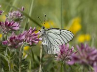 Aporia crataegi 34, Groot geaderd witje, Vlinderstichting-Henk Bosma