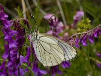 Aporia crataegi 35, Groot geaderd witje, Vlinderstichting-Kars Veling