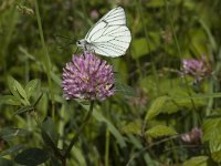 Aporia crataegi 36, Groot geaderd witje, Saxifraga-Marijke Verhagen