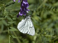 Aporia crataegi 37, Groot geaderd witje, Vlinderstichting-Henk Bosma