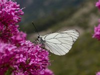 Aporia crataegi 38, Groot geaderd witje, Vlinderstichting-Kars Veling