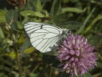 Aporia crataegi 39, Groot geaderd witje, Saxifraga-Marijke Verhagen