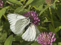 Aporia crataegi 4, Groot geaderd witje, Saxifraga-Marijke Verhagen