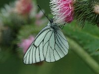 Aporia crataegi 40, Groot geaderd witje, Saxifraga-Jan van der Straaten