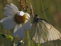 Aporia crataegi 42, Groot geaderd witje, Vlinderstichting-Harm Smeenk