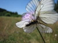 Aporia crataegi 43, Groot geaderd witje, copulation, Saxifraga-Arthur van Dijk