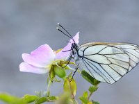 Aporia crataegi 45, Groot geaderd witje, Saxifraga-Elisabeth Raboin