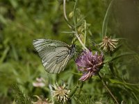 Aporia crataegi 48, Groot geaderd witje, Saxifraga-Willem van Kruijsbergen