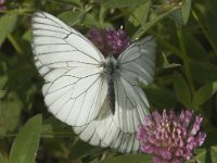 Aporia crataegi 5, Groot geaderd witje, Saxifraga-Marijke Verhagen