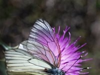 Aporia crataegi 50, Groot geaderd witje, Saxifraga-Rik Kruit