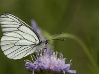 Aporia crataegi 51, Groot geaderd witje, Saxifraga-Jan van der Straaten