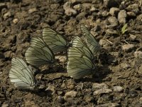 Aporia crataegi 52, Groot geaderd witje, Saxifraga-Jan van der Straaten